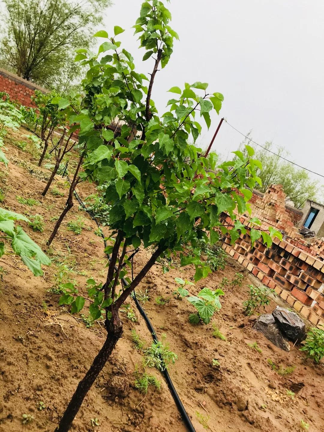 1561596773763168.jpg 10.jpg